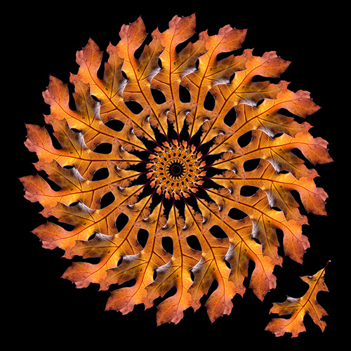 Art Serabian Oak Leaf Wheel