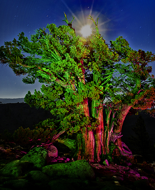 Daniel Brubaker, Sierra Juniper at Night