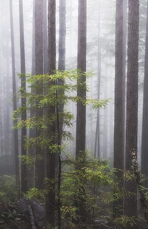 Franka M. Gabler, Redwood Forest in Fog #1, North Coast, CA